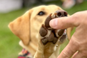 highfive at harewood