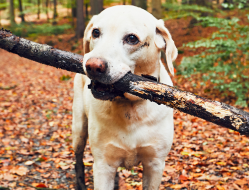 What dog owners need to know about Alabama Rot