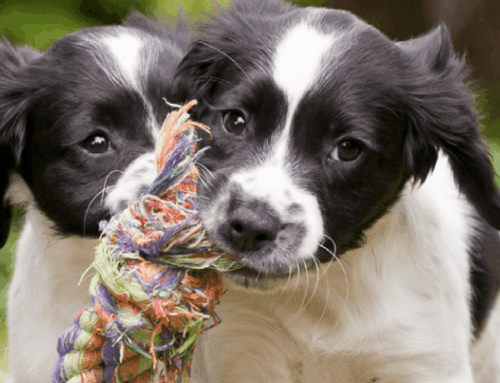 Puppy Boredom Busters: 9 Quick and Easy Enrichment Activities for Puppies