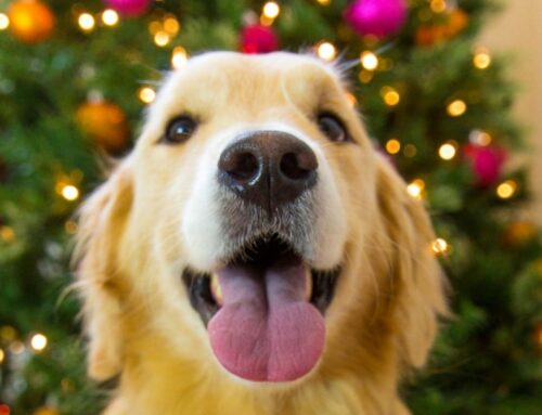 Safety tips for pet parents this Christmas