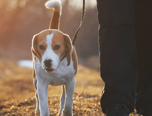 5 tips for mastering the dog walk