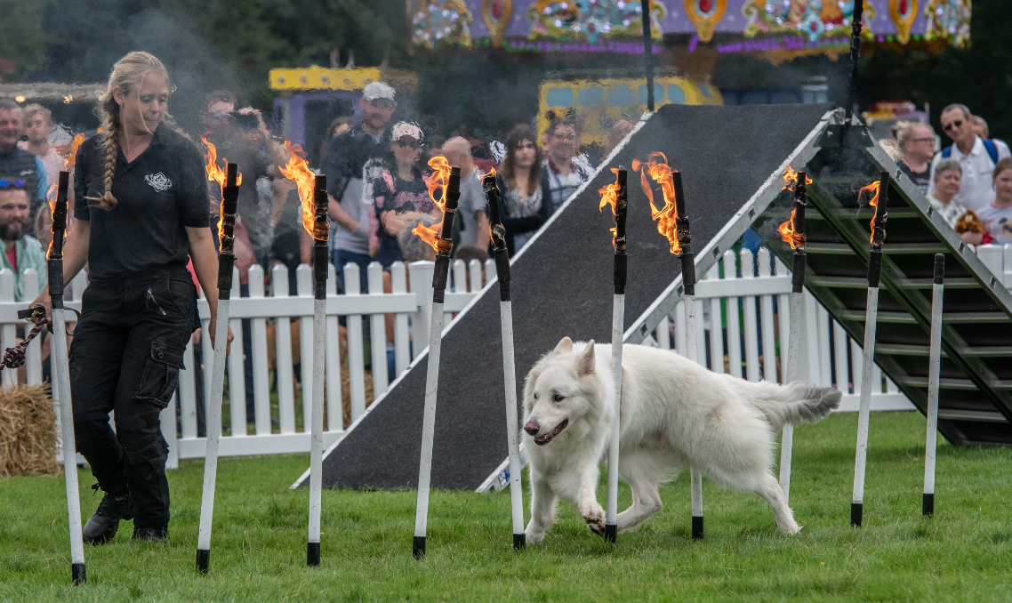 DogFest Displays