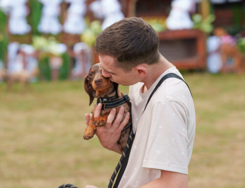 Pawsitive vibes only: how dogs boost our mental health
