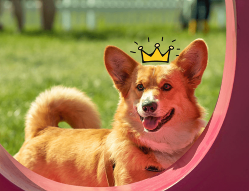 Royal dogs throughout history: A legacy of loyalty and companionship