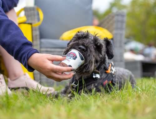 The Wizard of Paws: Blenheim Palace’s DogFest to Crown Top Toto Lookalike