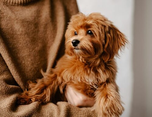 Your Guide to Pet-Friendly Rental Properties in the UK