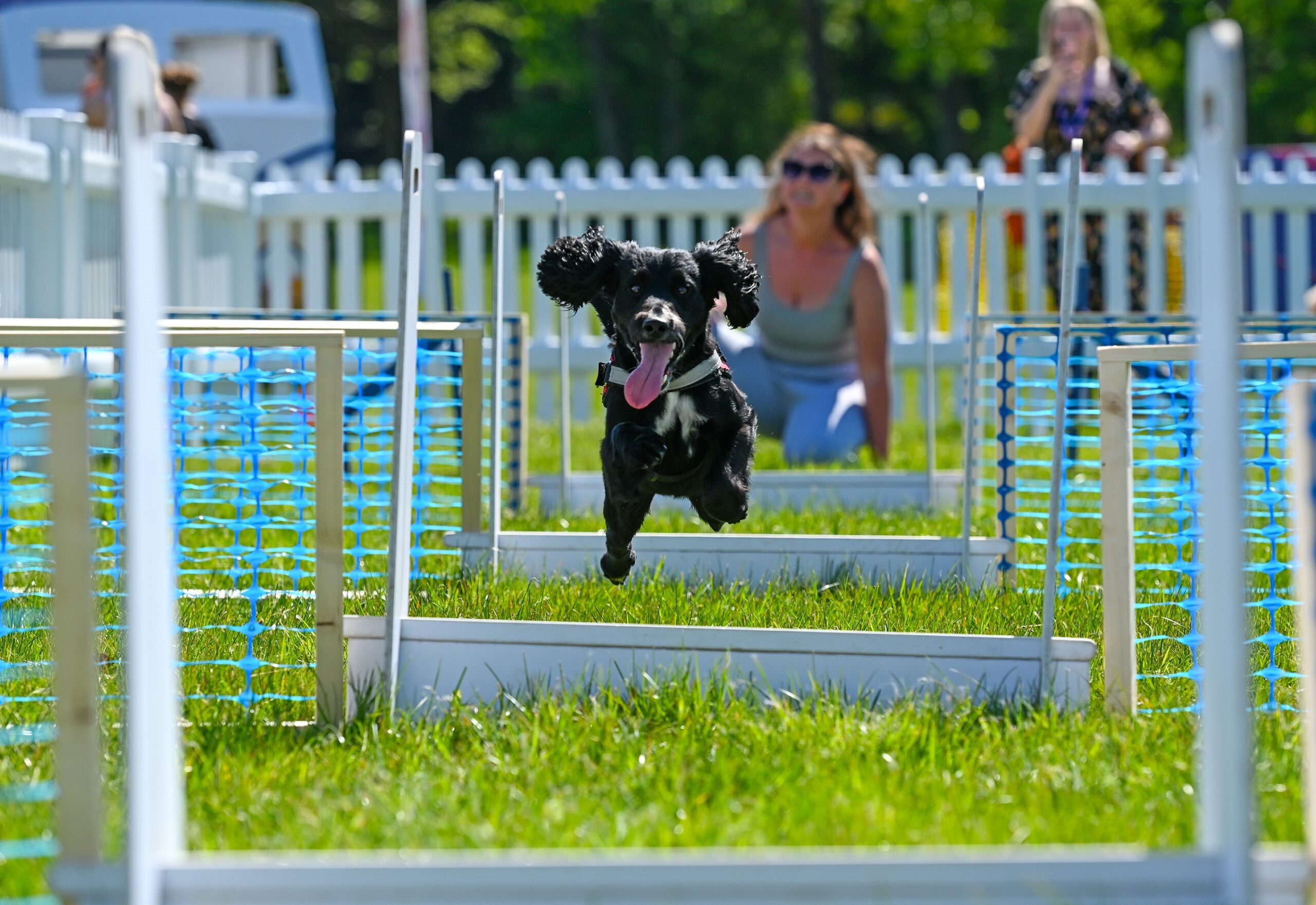 Agility Have A Go Event Pic Selects Ragley DF25 (11)