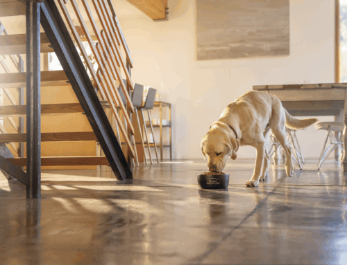 WIN a year’s supply of PURINA® PRO PLAN® dog food