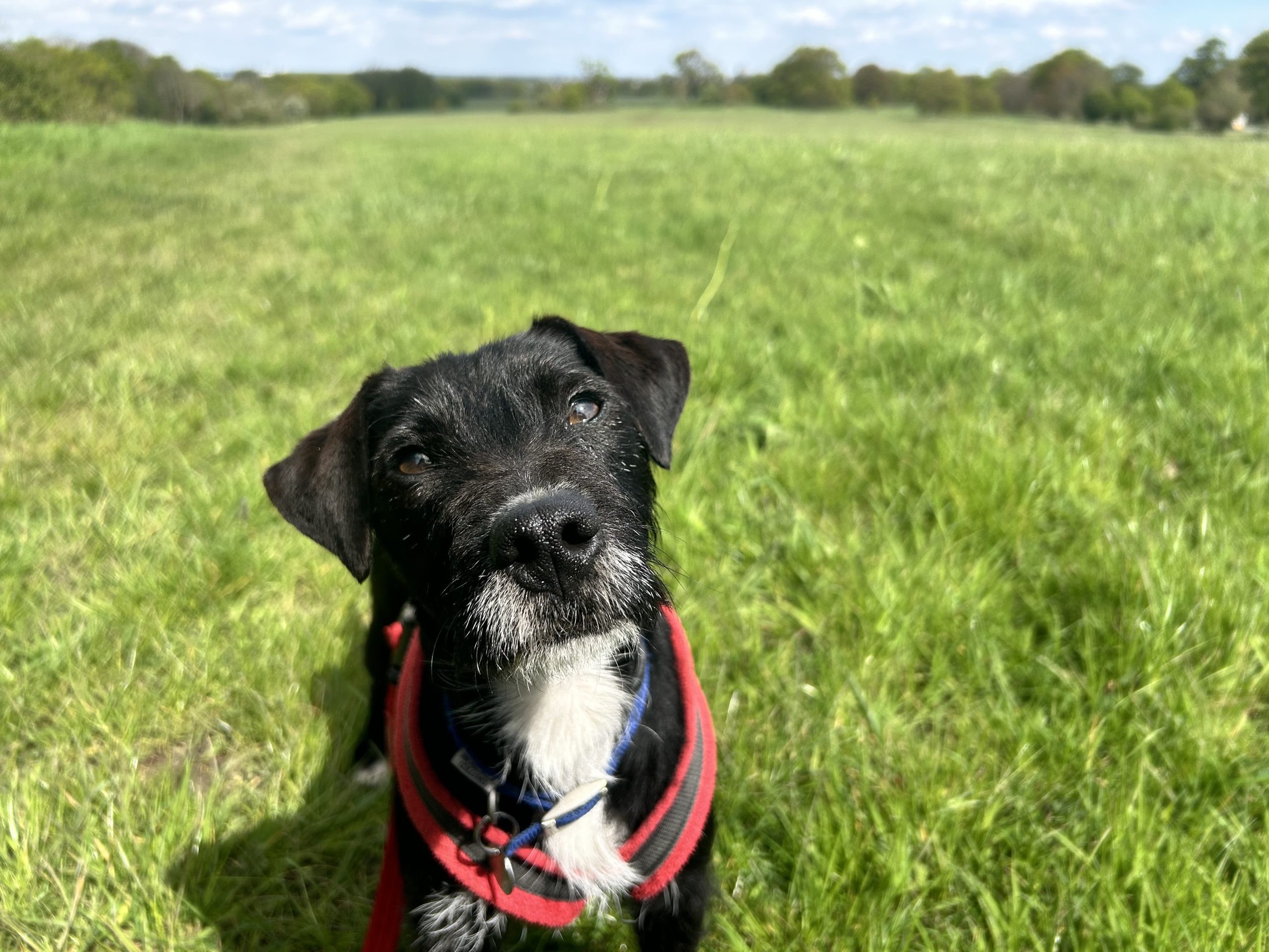 Sweet Gemini Battersea Rescue Dog in green field