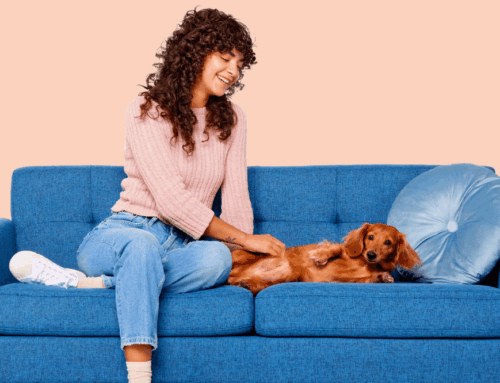 Meet the Most Loyal Dog Breeds!