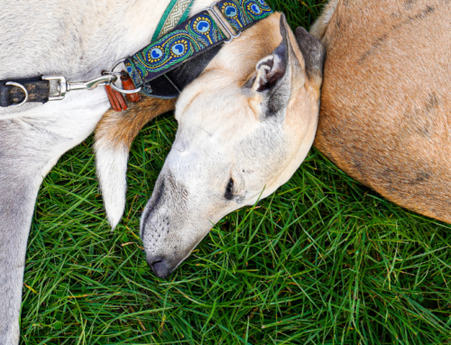 Battersea By Your Side: How two greyhounds found friendship and a loving new home