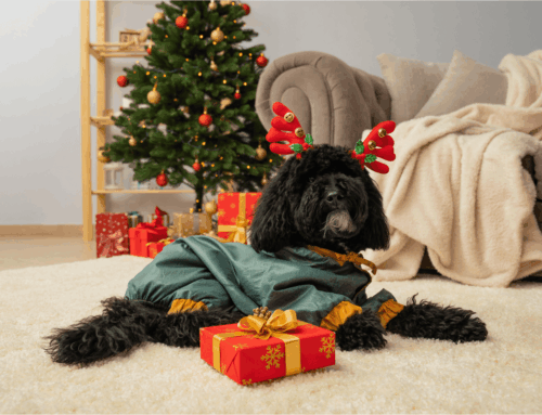 Christmas Safety Guide for Dogs & Pet Parents