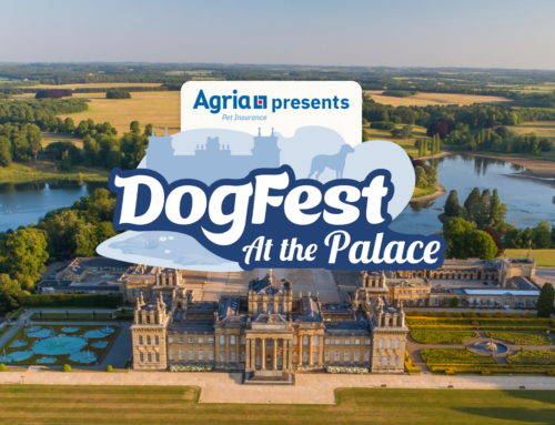 Polish your leads for DogFest at the Palace!