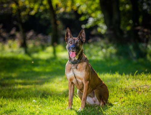 National Foundation for Retired Service Animals Announced as Official Charity Partner for DogFest 2026