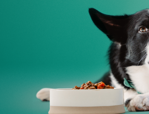 Win a 2-month supply of Norsh dog food!