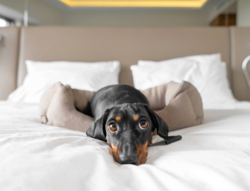 Dog Co-Sleeping Debate: Should you share a bed with your dog?