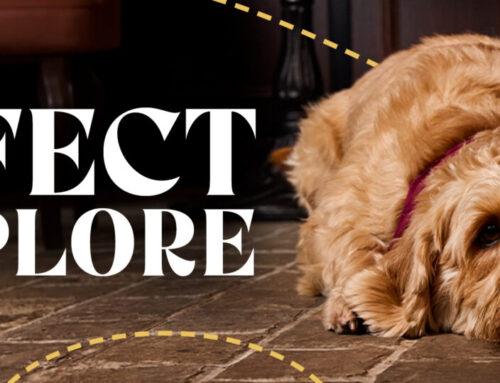 Strike a Paws at DogFest with The Inn Collection Group!