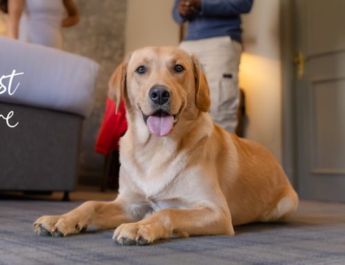 WIN a Two-Night Dog-Friendly Stay with The Inn Collection Group!