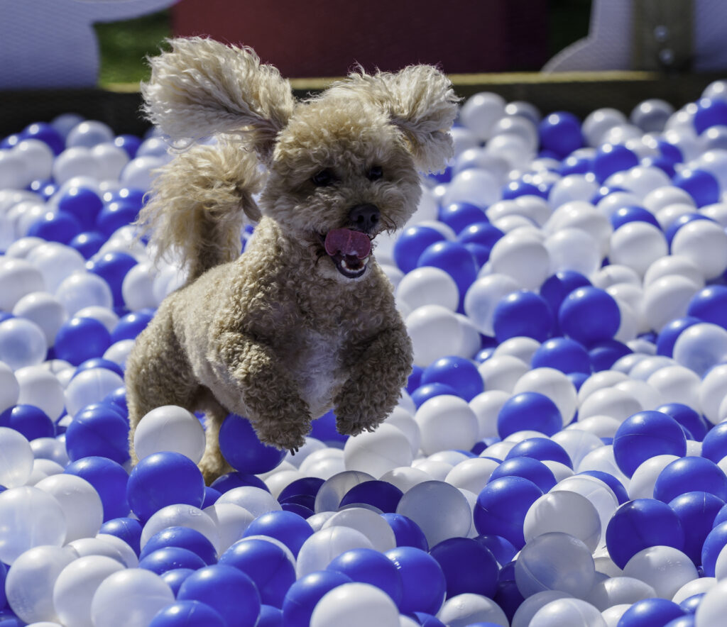 Dog jumping in the ball pit
