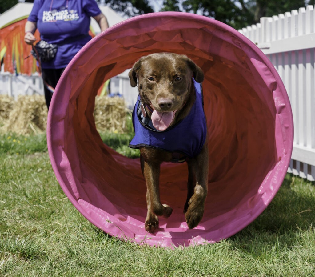Dog in dogstcal course