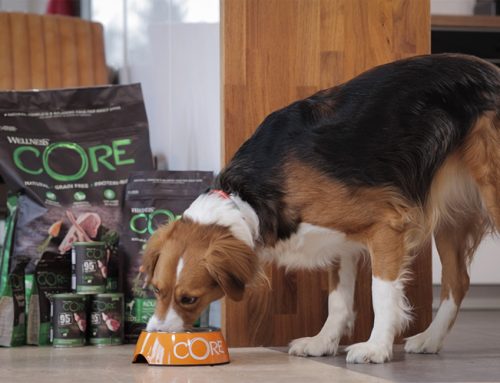 Fuel Every Adventure with Wellness CORE