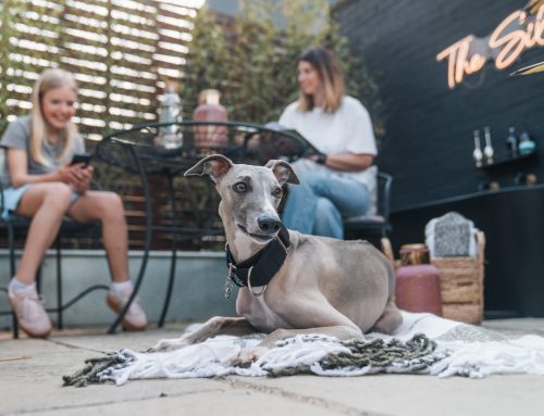 WIN a £500 Dog Friendly Stay Voucher with Agria Pet Insurance!