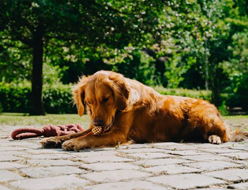 Healthy Smiles, Happy Dogs and Plenty of Prizes at DogFest!